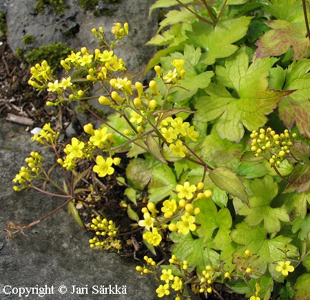 Patrinia triloba, tuoksukeltavirma
